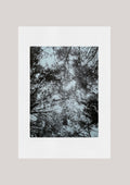 Giclée print - Looking Up I