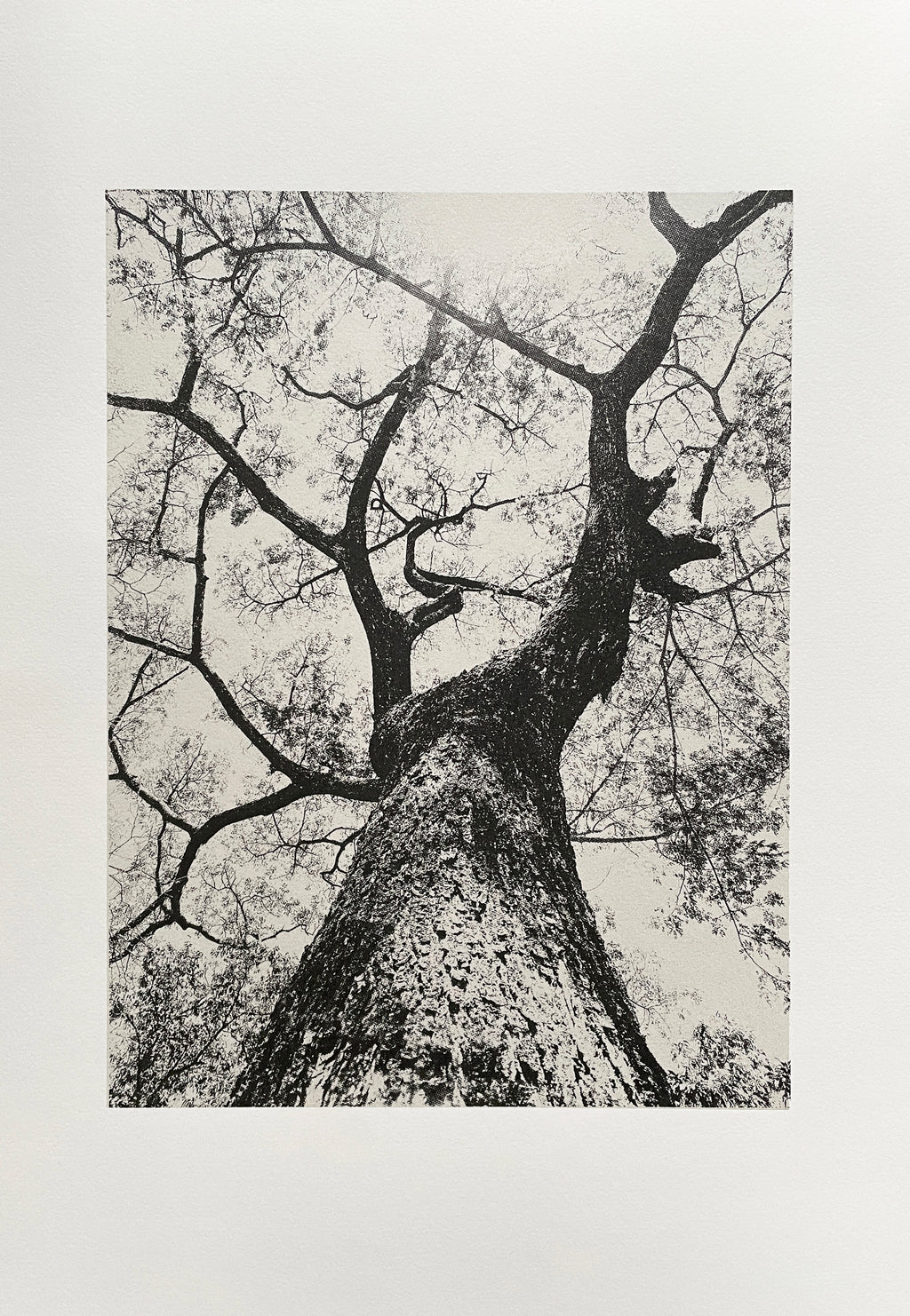 Looking up III / Silver
