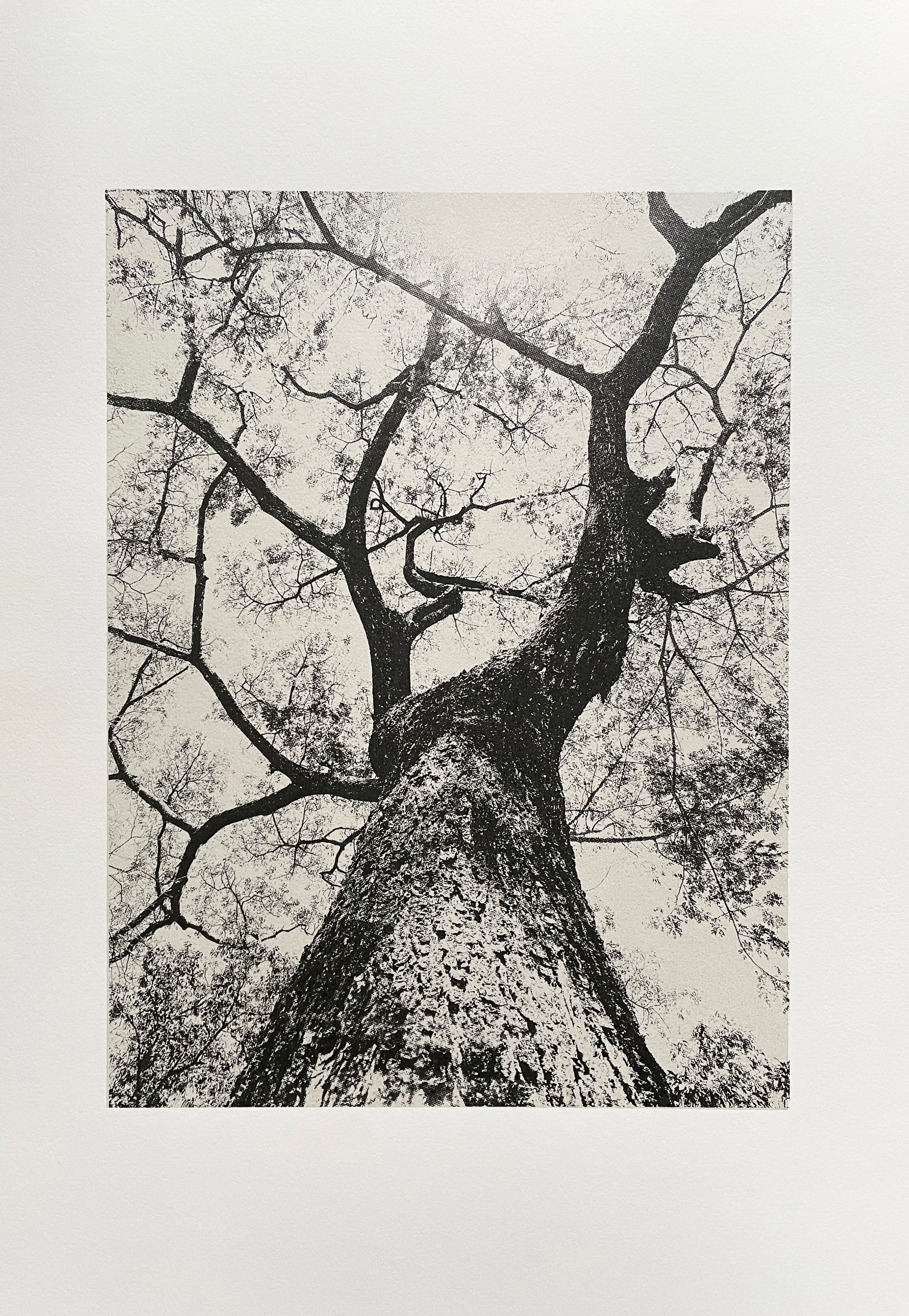 Looking up III / Silver