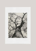 Giclée print - Looking Up III / Silver