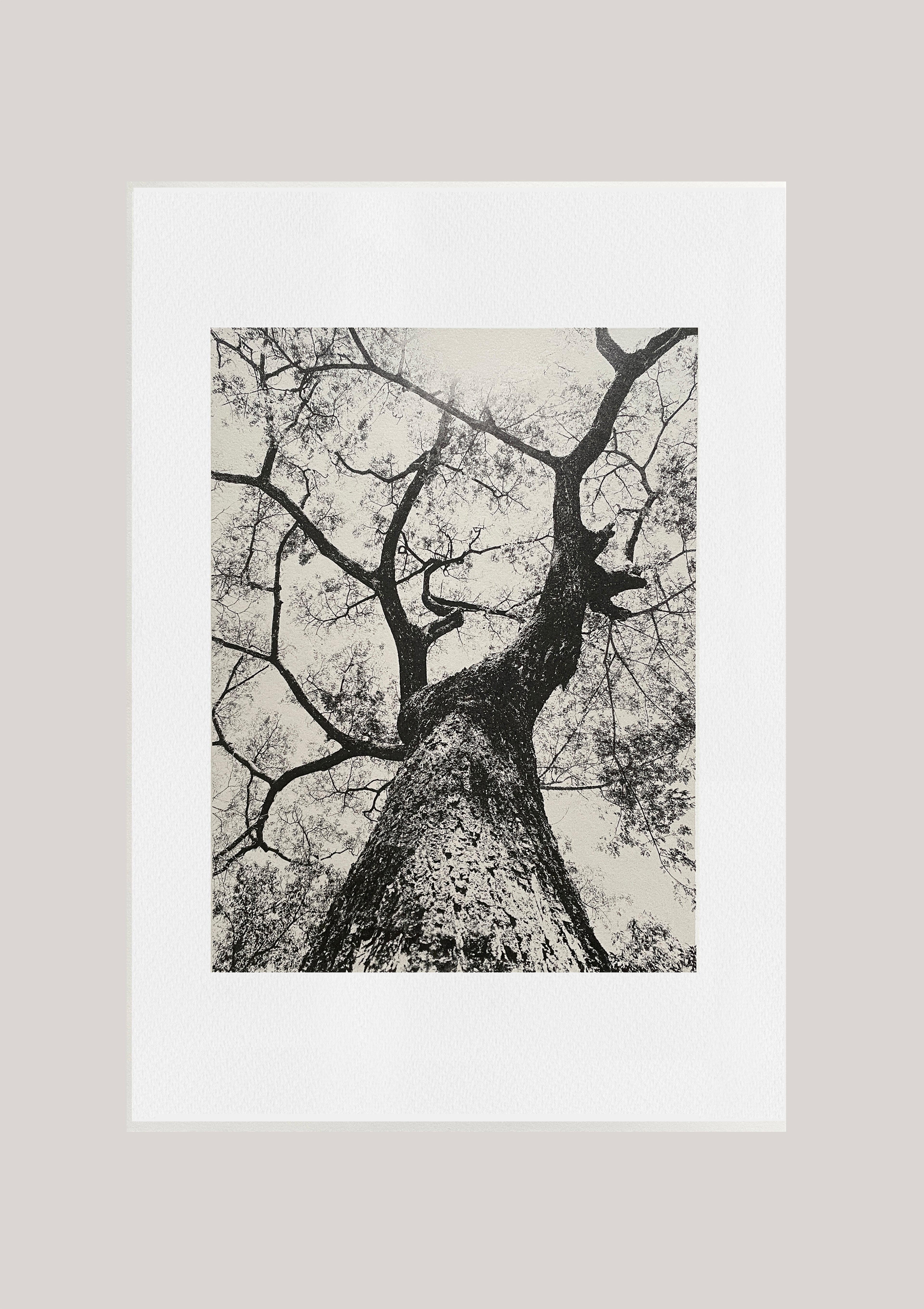 Giclée print - Looking Up III / Silver