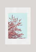 Giclée print - First bloom
