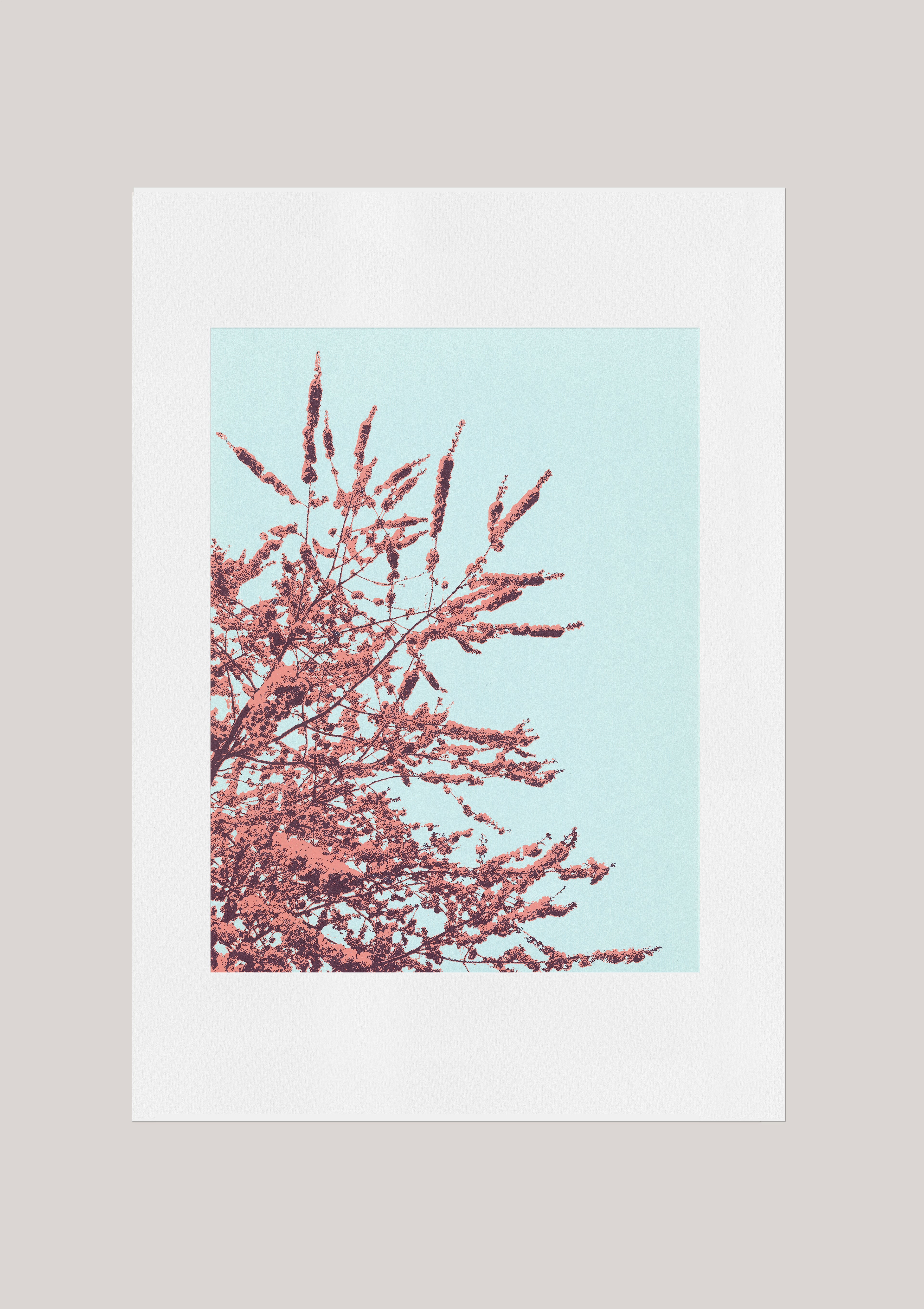Giclée print - First bloom